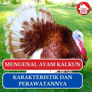 Mengenal Ayam Kalkun, Karakteristik dan Perawatan