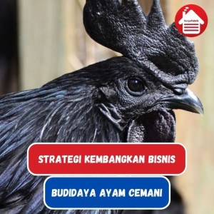 8 Strategi Bisnis Budidaya Ayam Cemani