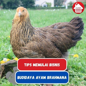 Memulai Bisnis Budidaya Ayam Brahmana