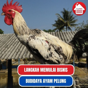 7 Langkah Memulai Bisnis Budidaya Ayam Pelung