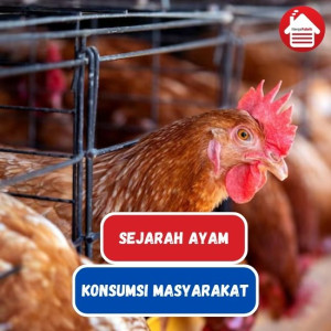 Ayam: Sejarah Panjang dan Konsumsi Masyarakat