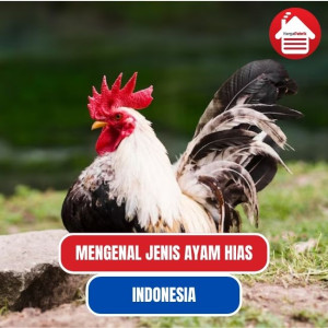 Jenis Ayam Hias Di Indonesia Yang Memukau