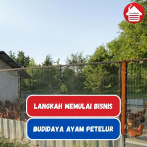 Langkah Memulai Bisnis Budidaya Ayam Petelur