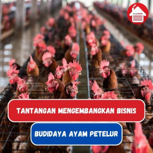 Tantangan Bisnis: Mengembangkan Budidaya Ayam Petelur