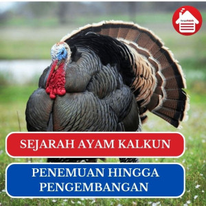 Mengenal Sejarah Ayam Kalkun