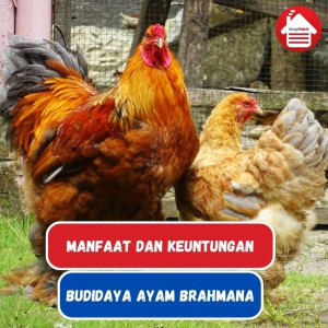 Manfaat dan Keuntungan dari Budidaya Ayam Brahmana