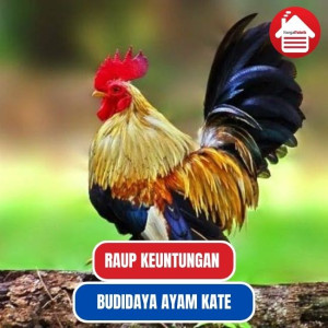 Meraup Keuntungan Melalui Bisnis Budidaya Ayam Kate