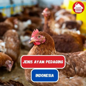 8 Jenis Ayam Pedaging Terfavorit di Indonesia