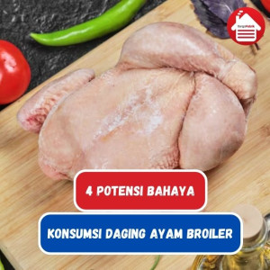 Ini Dia Bahayanya Konsumsi Daging Ayam Broiler