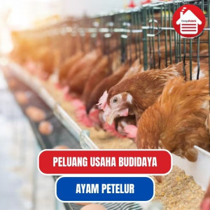 Potensi Bisnis Budidaya Ayam Petelur