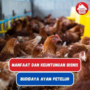 Ayam Petelur: Manfaat dan Keuntungan