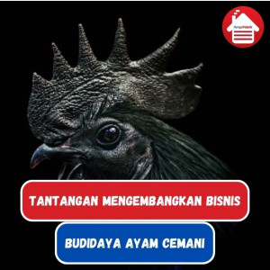 Tantangan dan Prospek Budidaya Ayam Cemani di Indonesia