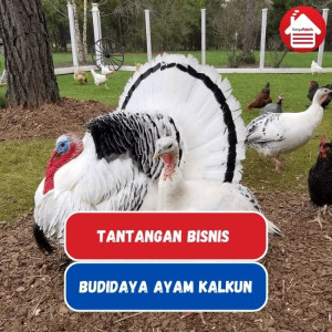 Tantangan Bisnis Budidaya Ayam Kalkun di Indonesia