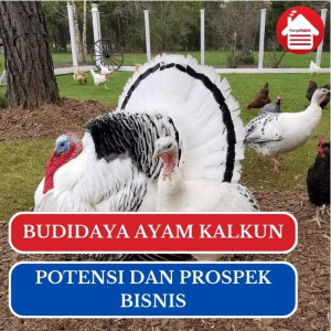 Peluang Bisnis Budidaya Ayam Kalkun di Indonesia