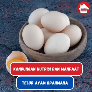 Telur Ayam Brahmana: Manfaat dan Nutrisi 