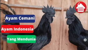 5 Hal Tentang Ayam Cemani, Ayam Indonesia Yang Mendunia