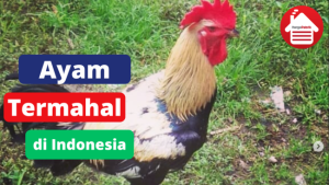 4 Ayam Dengan Harga Jual Tinggi di Indonesia