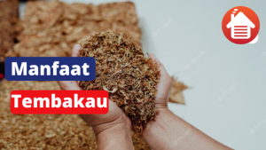 5 Manfaat Tembakau Selain Untuk Rokok 