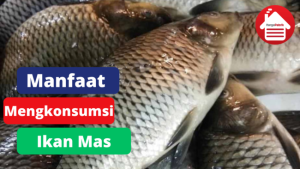 5 Manfaat Mengkonsumsi Ikan Mas Untuk Tubuh