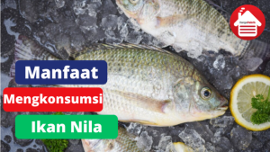 5 Manfaat Dari Mengkonsumsi Ikan Nila 