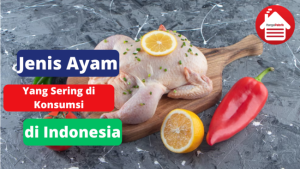 3 Jenis Ayam Yang Biasa di Konsumsi di Indonesia