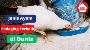 6 Jenis Ayam Pedaging Terbaik di Dunia