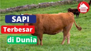 5 Sapi Potong Terbesar di Dunia