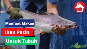 7 Manfaat Makan Ikan Patin Untuk Tubuh Kita