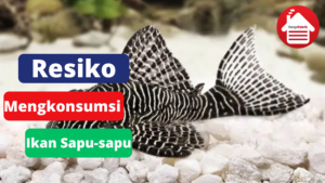 5 Resiko Mengkonsumi Ikan Sapu-sapu 