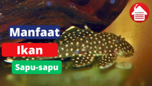 6 Manfaat Dari Ikan Sapu-sapu 