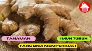 5 Tanaman yang Bisa Memperkuat Imun Tubuh