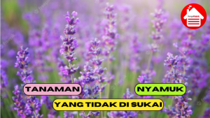 5 Tanaman yang Tidak di Sukai Nyamuk