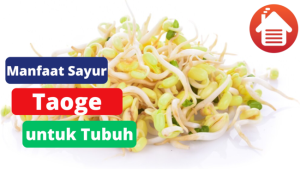 7 Manfaat Sayur Taoge Untuk tubuh 