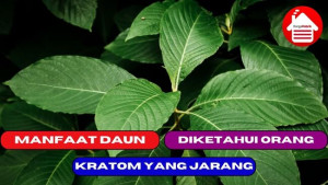 7 Manfaat Daun Kratom yang Jarang di ketahui Orang