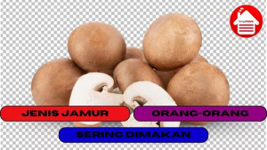 11 Jenis Jamur yang Sering di Makan Orang