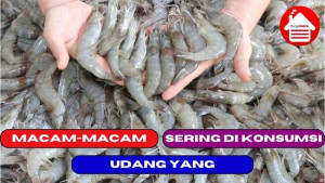 6 Macam Udang yang Sering di Konsumsi