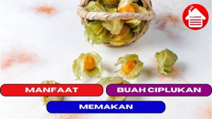 11 Manfaat Dari Memakan Buah Ciplukan