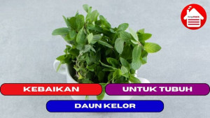 10 Kebaikan Dari Daun Kelor Untuk Tubuh