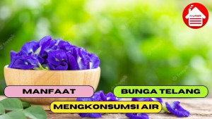 5 Manfaat dari Mengkonsumsi Bunga Telang