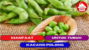 11 Manfaat Mengkonsumsi Kacang Polong Untuk Tubuh