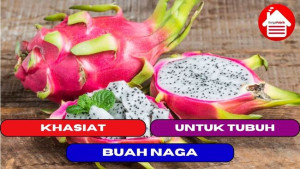 8 Khasiat Buah Naga yang Dapat di Rasakan Oleh Tubuh