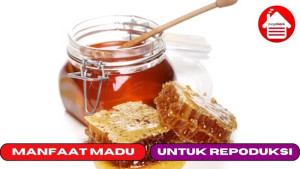 6 Manfaat Madu Untuk Kesehatan Reproduksi