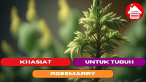 10 Khasiat Rosemarry Untuk Tubuh