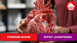 7 Fungsi Dari Otot Jantung