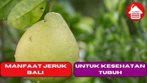 6 Manfaat Jeruk Bali Untuk Kesehatan Tubuh