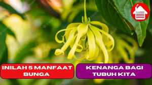 Inilah 5 Manfaat Bunga Kenanga Bagi Tubuh Kita