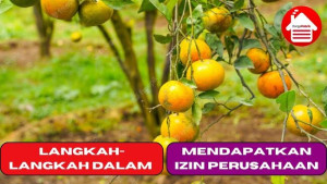 Langkah-langkah Dalam Mendapatkan Izin Perusahaan