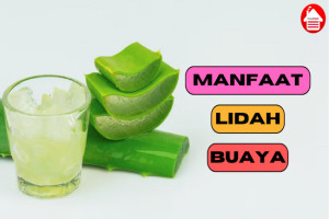 Kenali 6 Manfaat Lidah Buaya bagi Tubuh