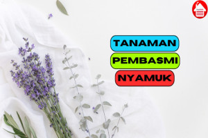 9 Jenis Tanaman Pembasmi Nyamuk, Dijamin Efektif dan Ampuh