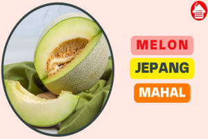 4 Penyebab Harga Melon di Jepang Mahal